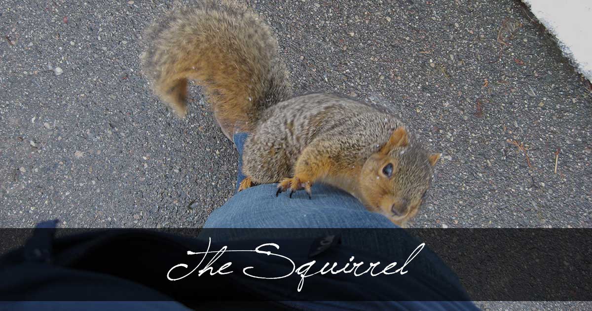 The Squirrel