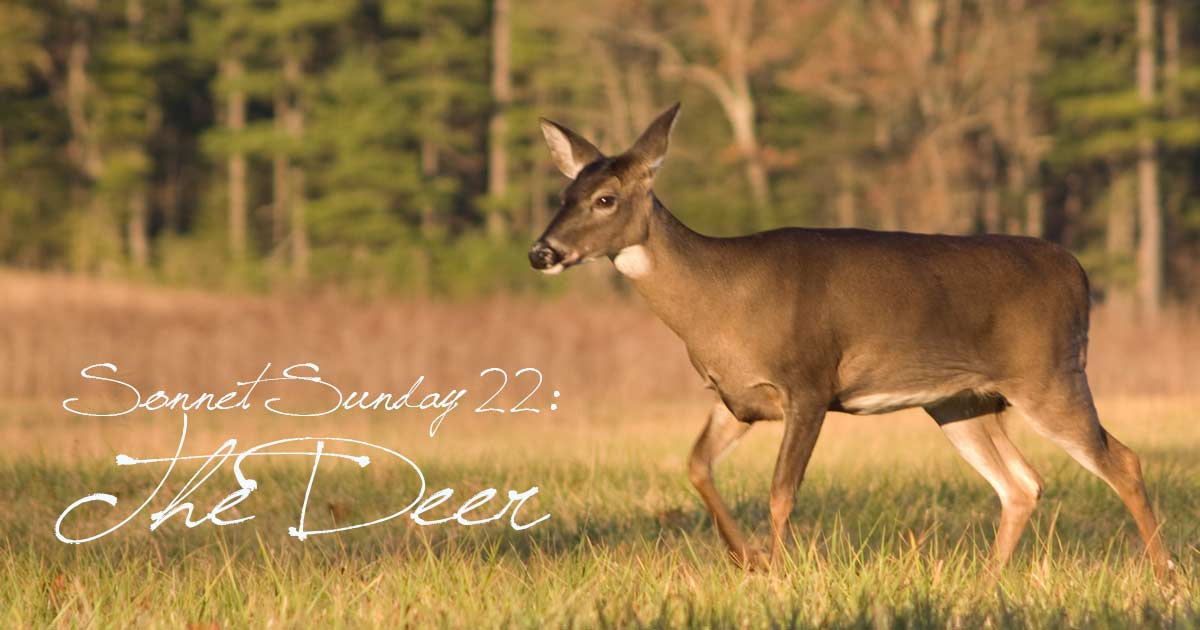 Sonnet Sunday 22: The Deer