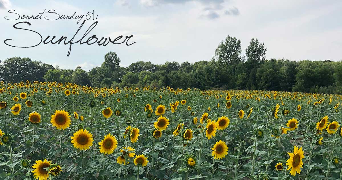 Sonnet Sunday 61: Sunflower