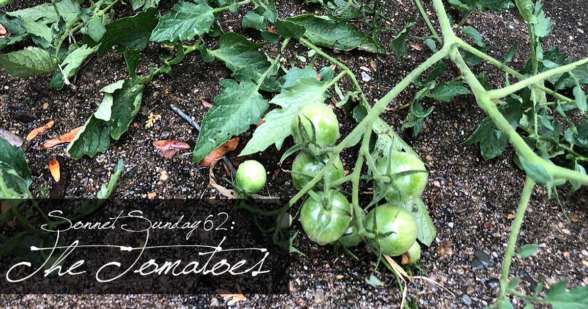 Sonnet Sunday 62: The Tomatoes
